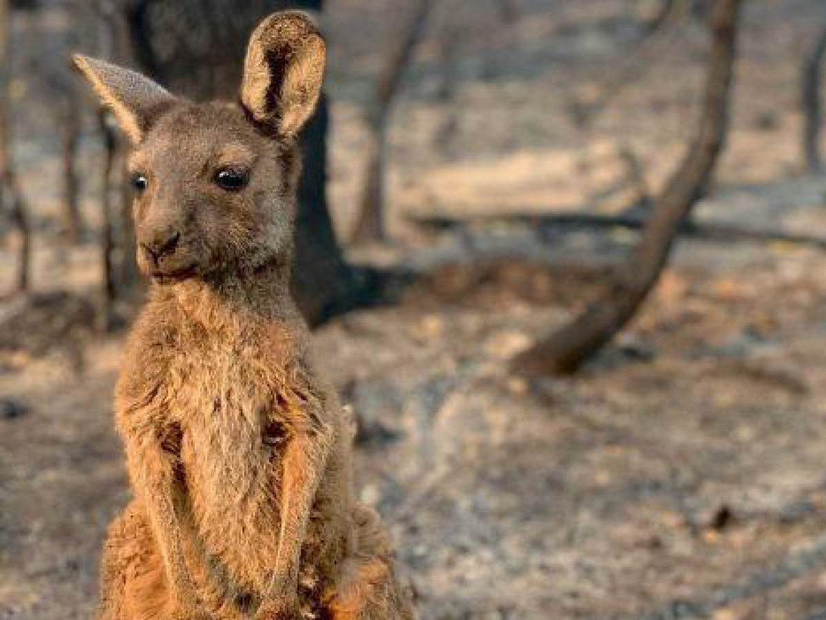 Australian Bush Fire Emergency // Fauna Wildfood Balls