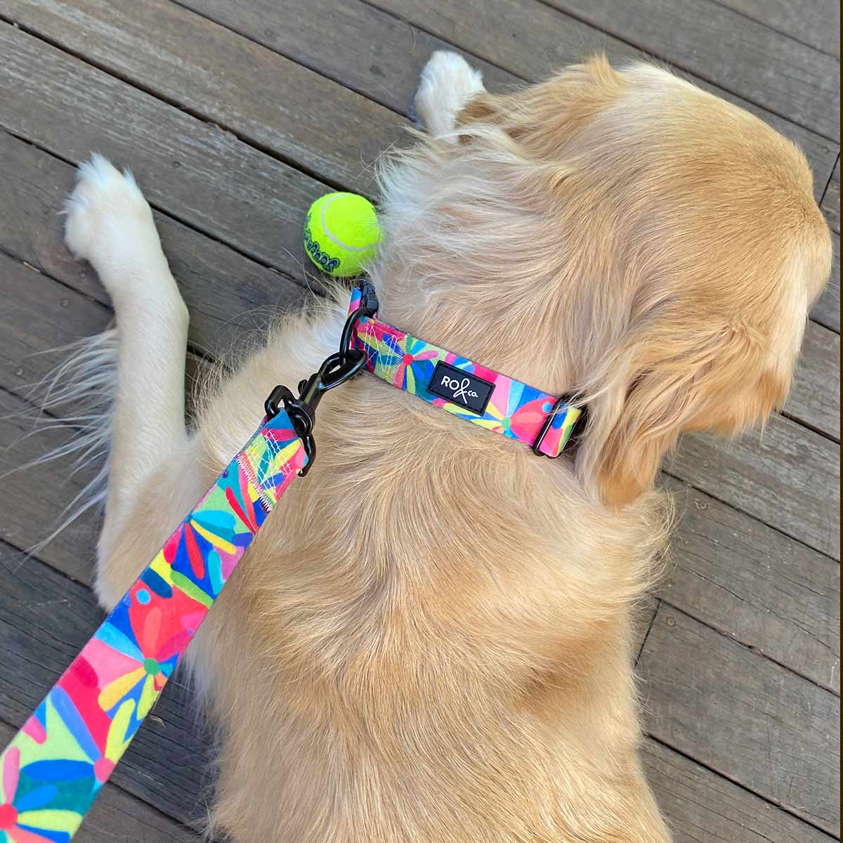 RO x Lordy Dordie Daisy Dog Collar (3 Sizes)
