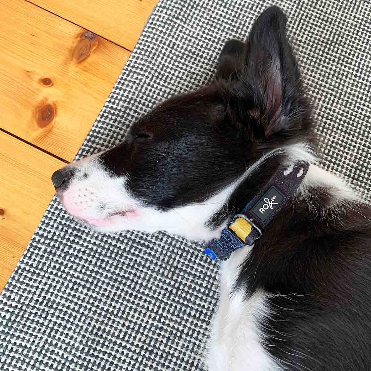 Licorice Dog Collar (3 Sizes)