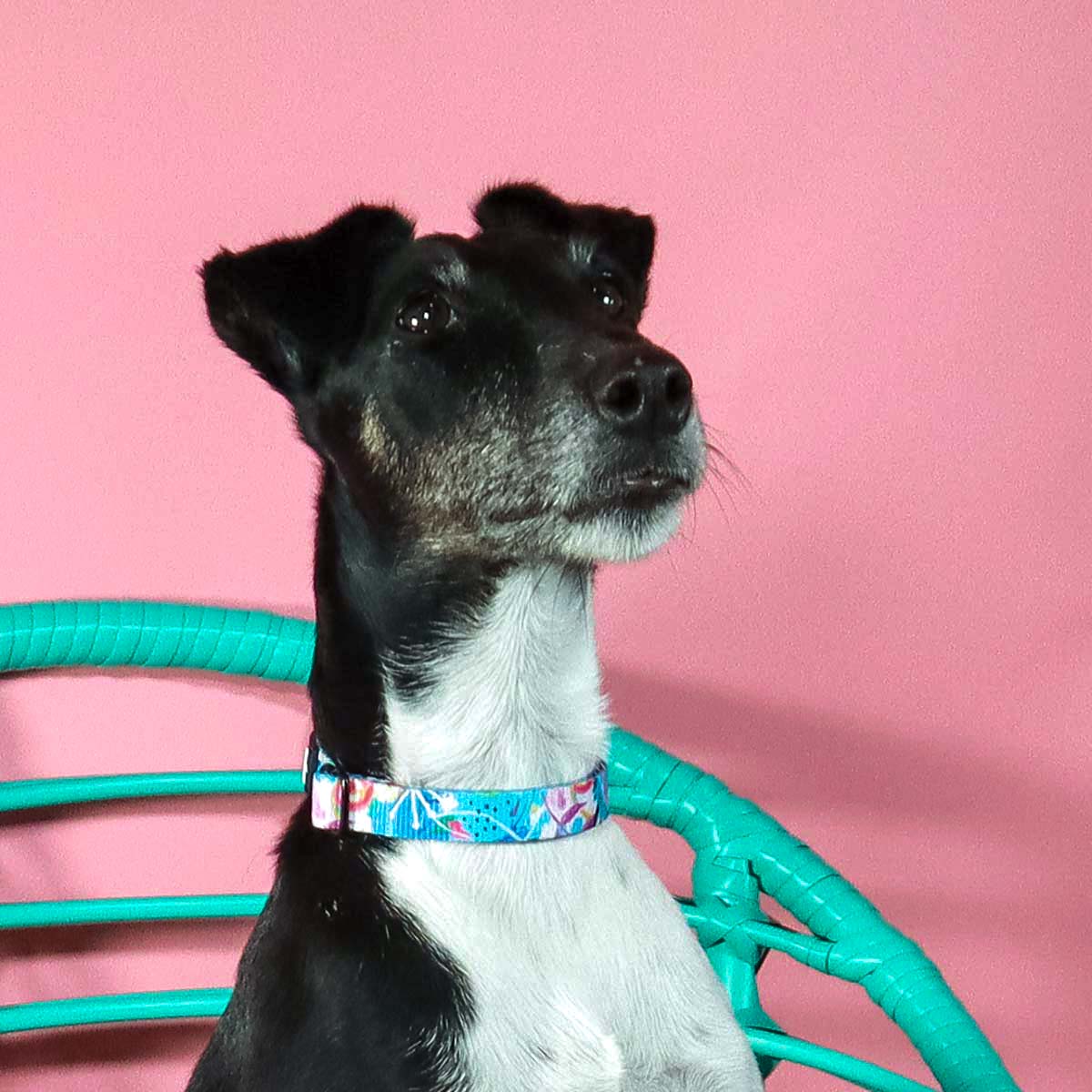 RO x Deb McNaughton Mighty Jungle Dog Collar (3 Sizes Avail)
