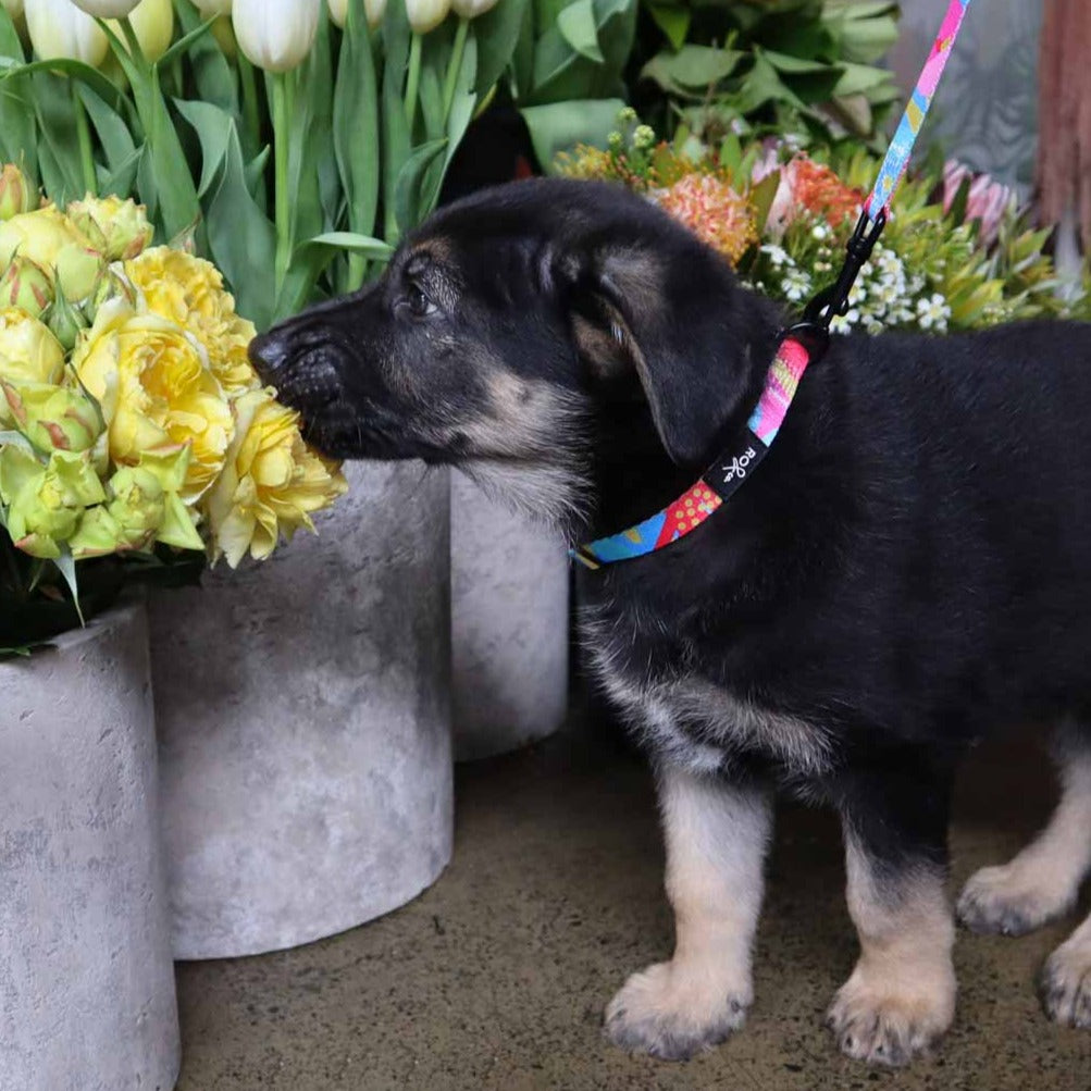 Dahlia Dog Collar (3 Sizes)
