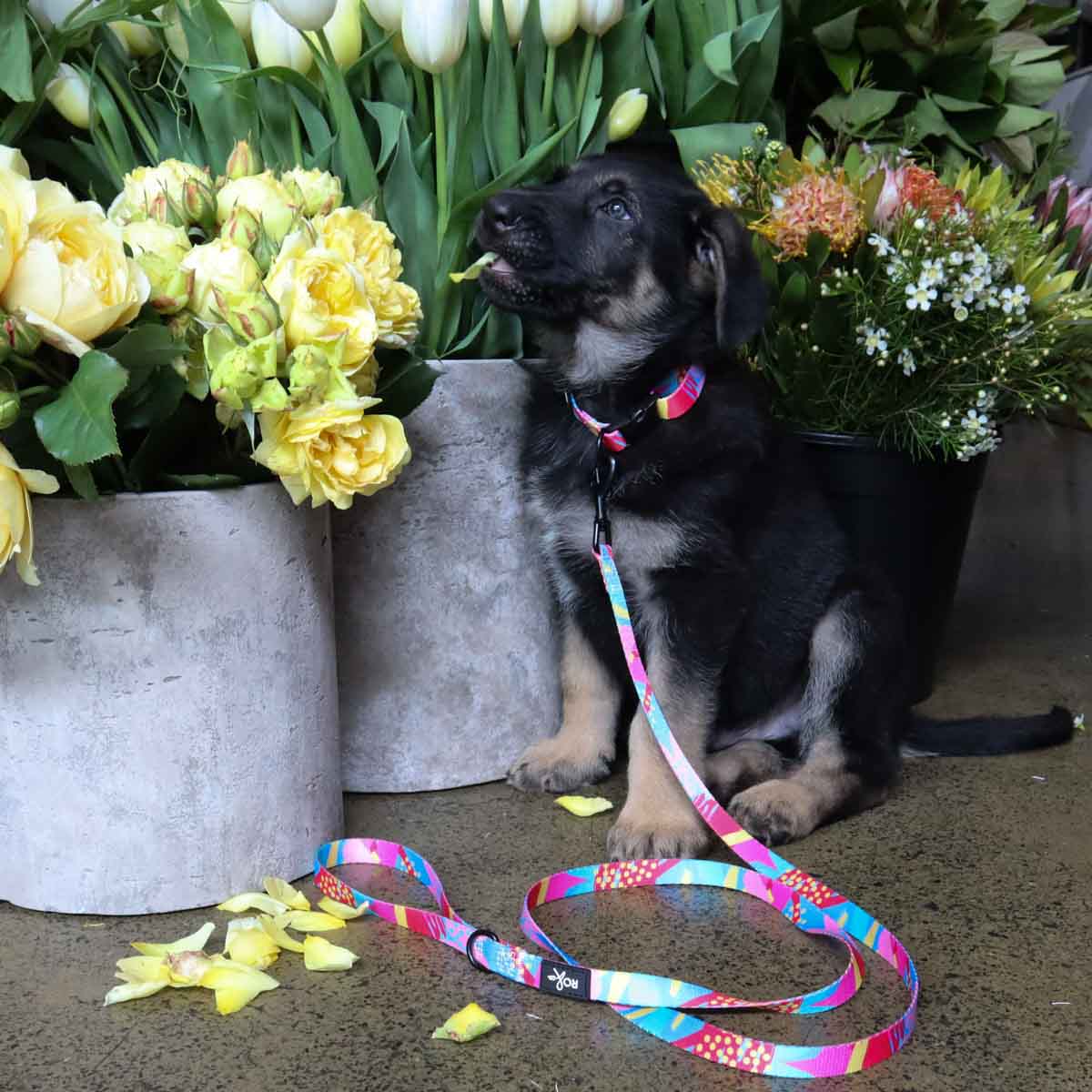 Dahlia Dog Leash (3 Sizes)