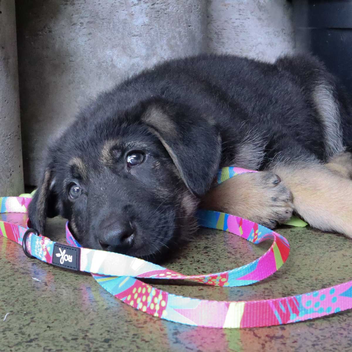 Dahlia Dog Collar (3 Sizes)