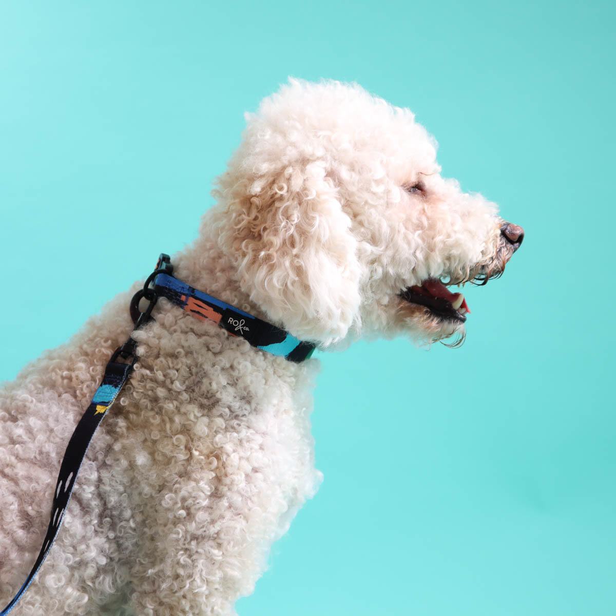 Licorice Dog Collar (3 Sizes)