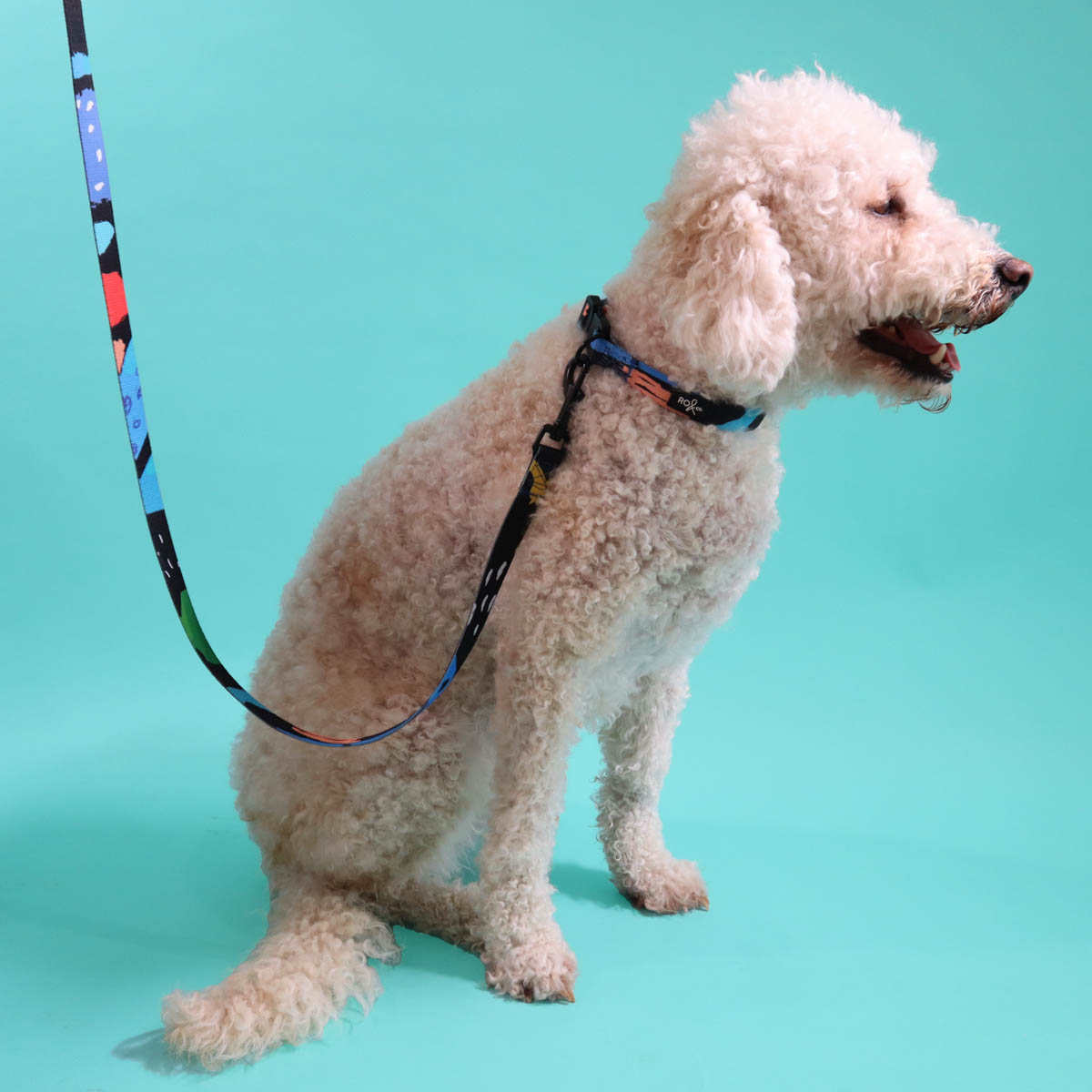 Licorice Dog Collar (3 Sizes)