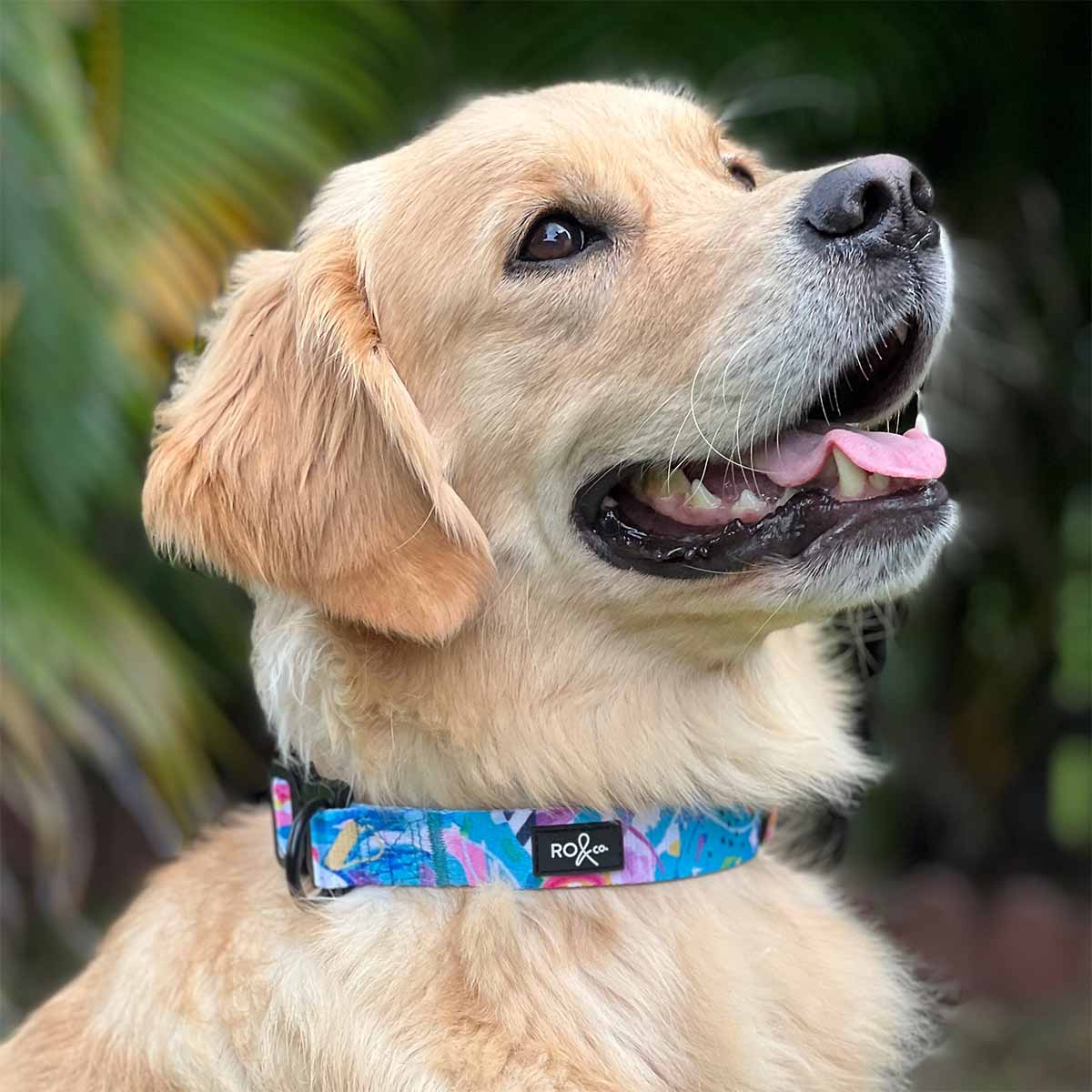 RO x Deb McNaughton Mighty Jungle Dog Collar (3 Sizes Avail)