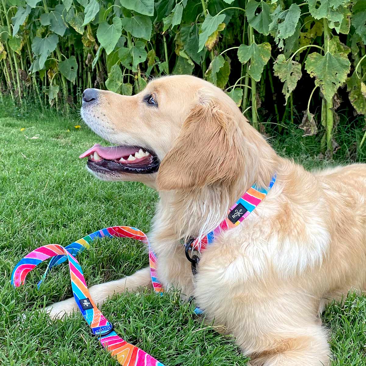 RO x Lordy Dordie Rainbow Dog Collar (3 Sizes)