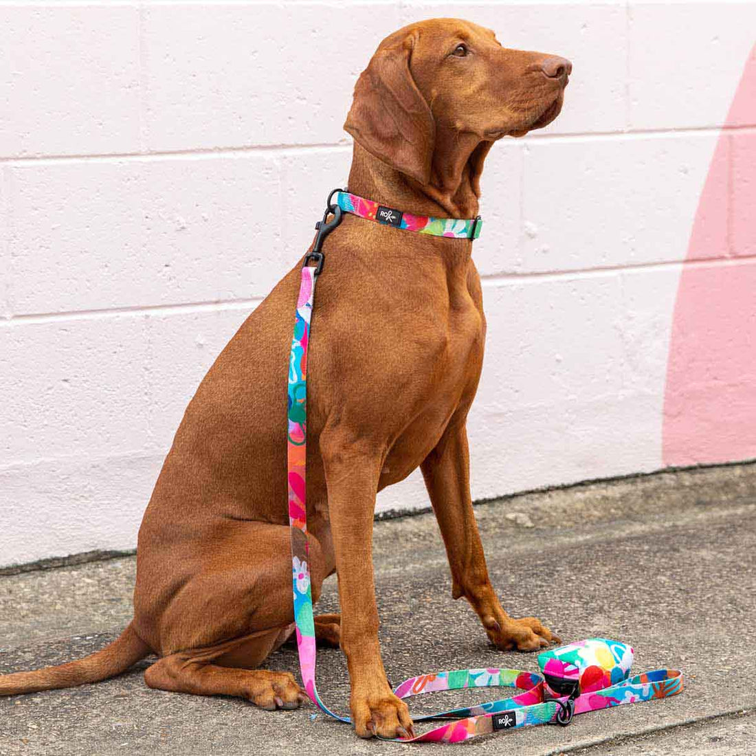 RO x Steph Chapman Edible Blooms Dog Leash (Sml &amp; Med Only)