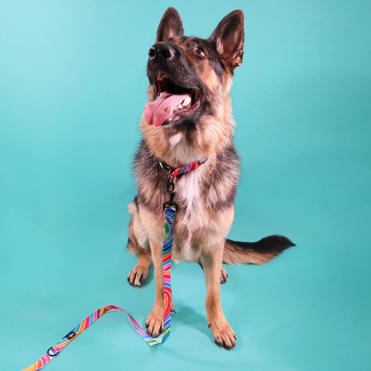 RO x Lordy Dordie Rainbow Dog Leash (3 Sizes)
