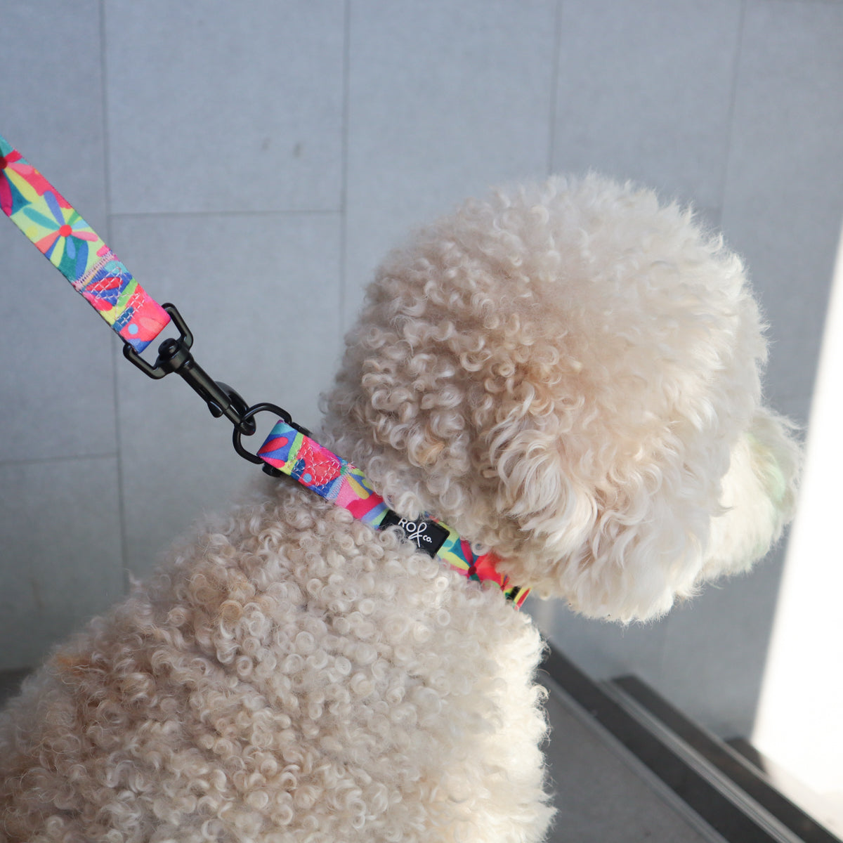 RO x Lordy Dordie Daisy Dog Leash (3 Sizes)