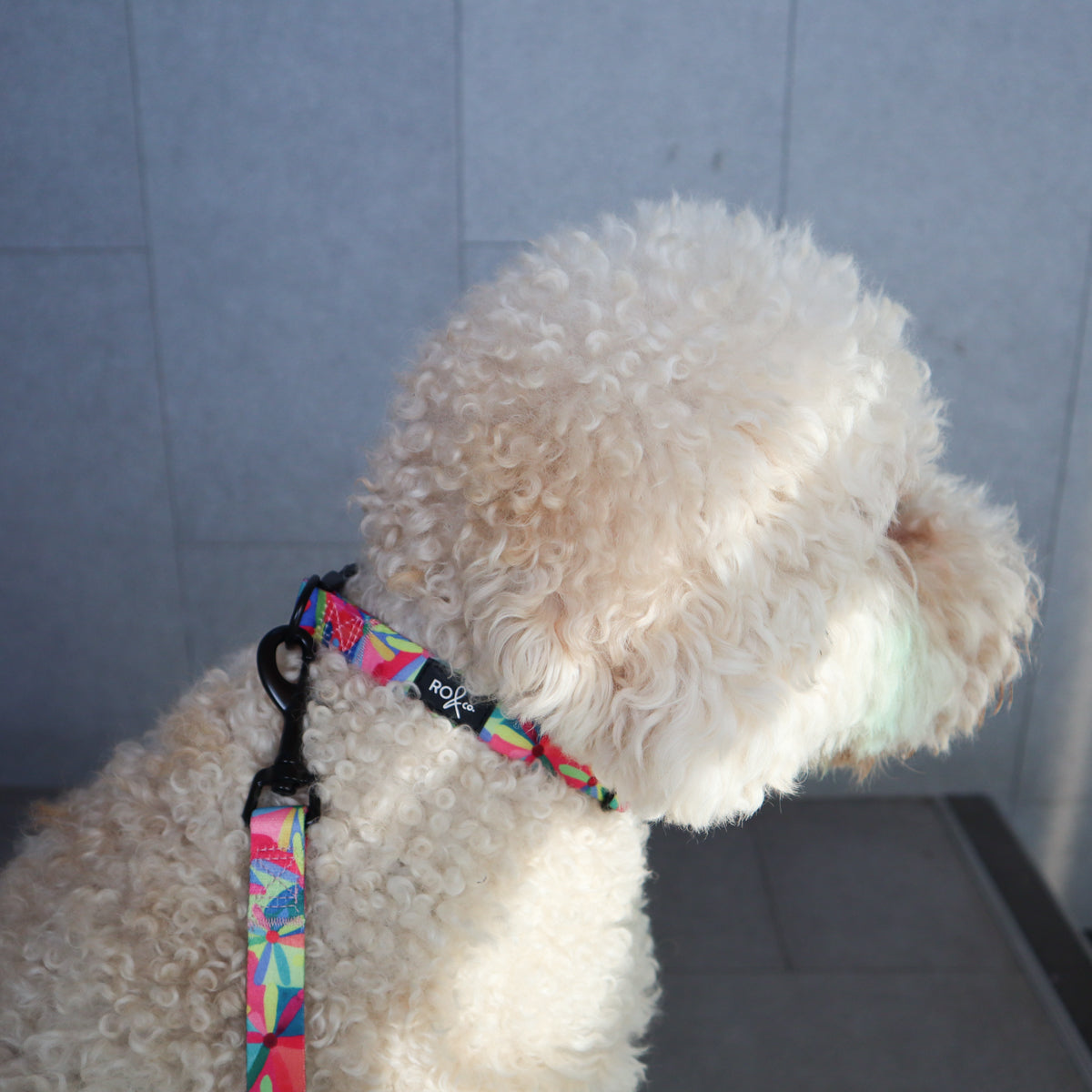 RO x Lordy Dordie Daisy Dog Collar (3 Sizes)