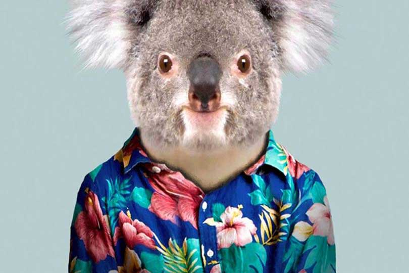 RO INSPIRED // Queensland Tourism's Animal Portraits