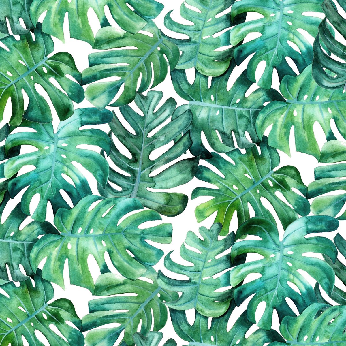 Monstera