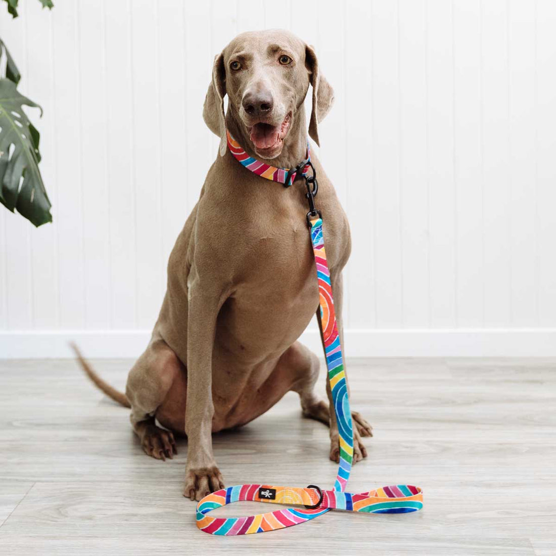 Rainbow Dog Leash - IMPERFECT