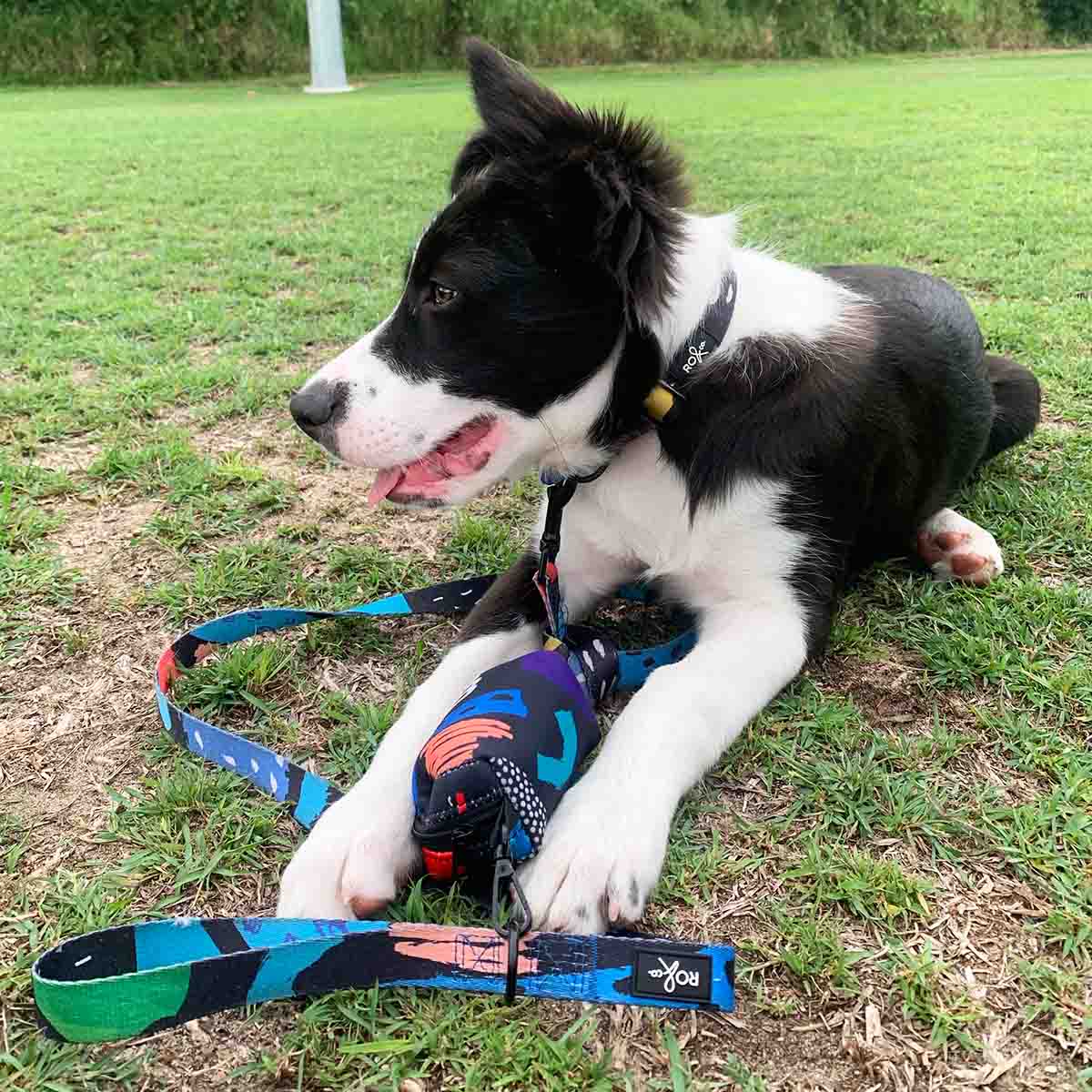 Border store collie leash