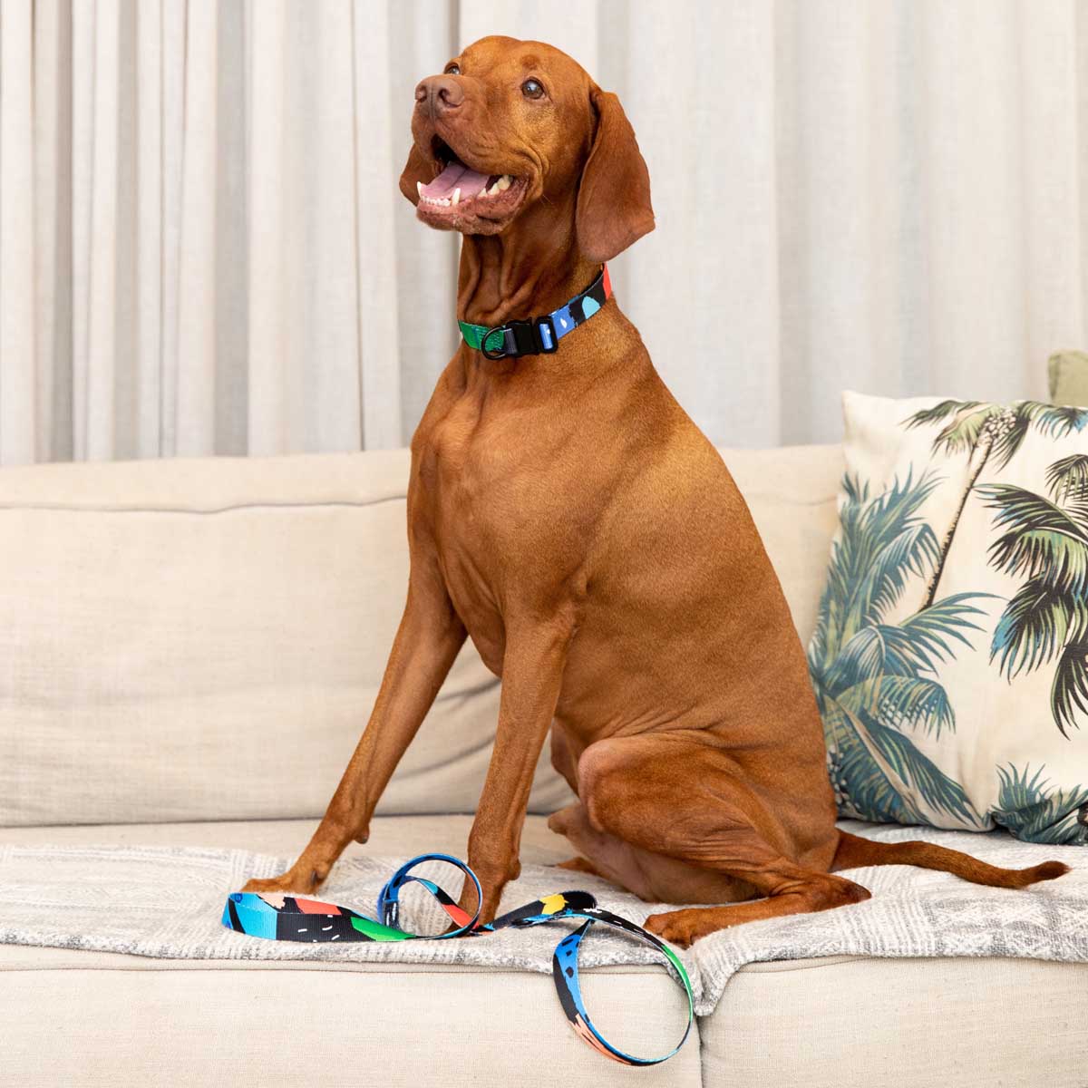 Licorice Dog Leash (Lg Only)