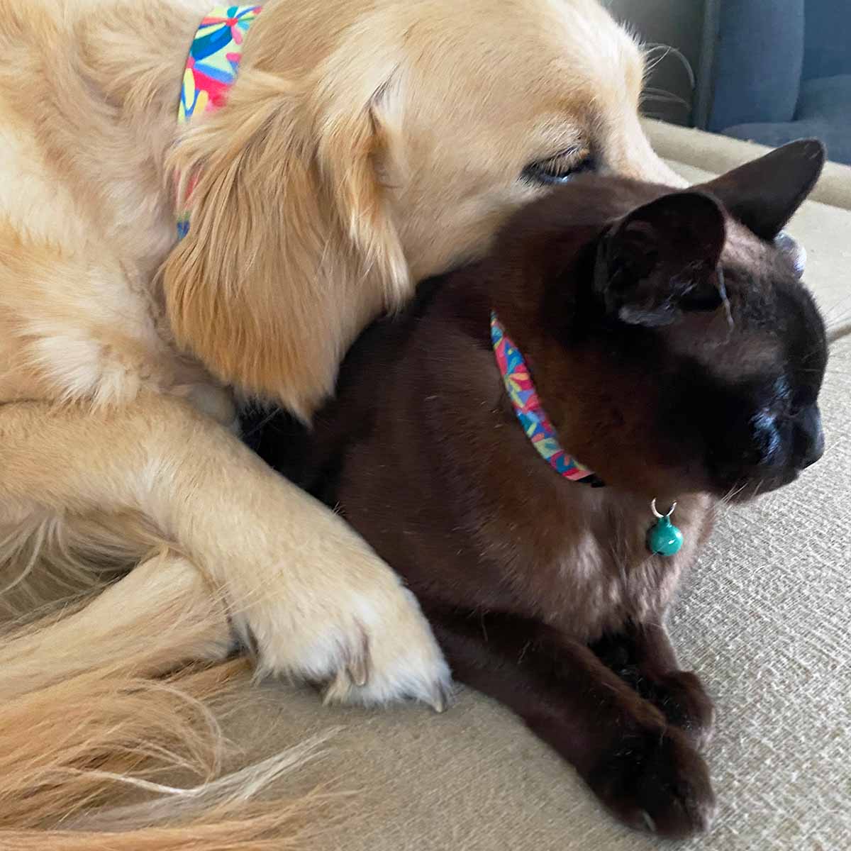 Cat and store dog matching collars