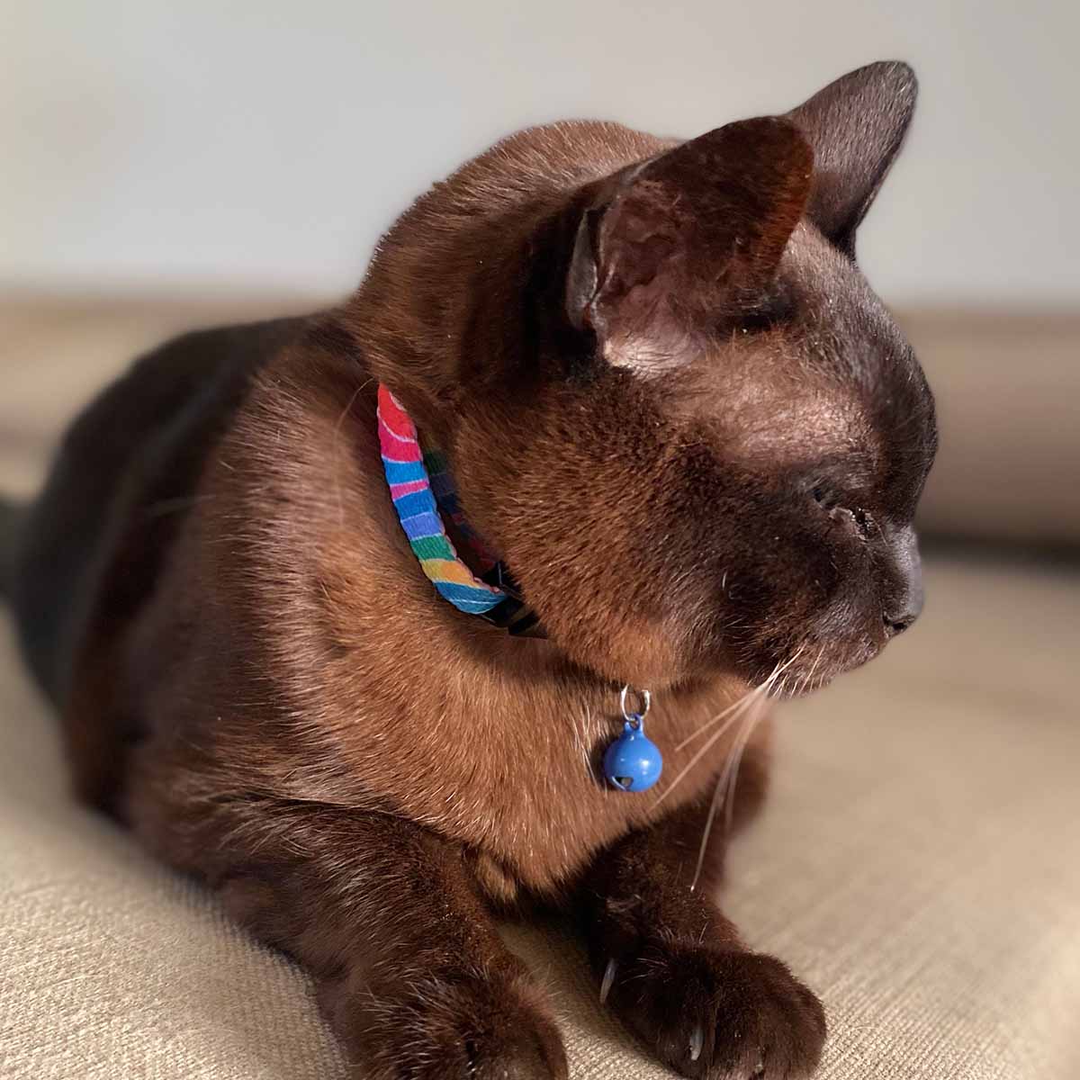 RO x Lordy Dordie Rainbow Cat Collar