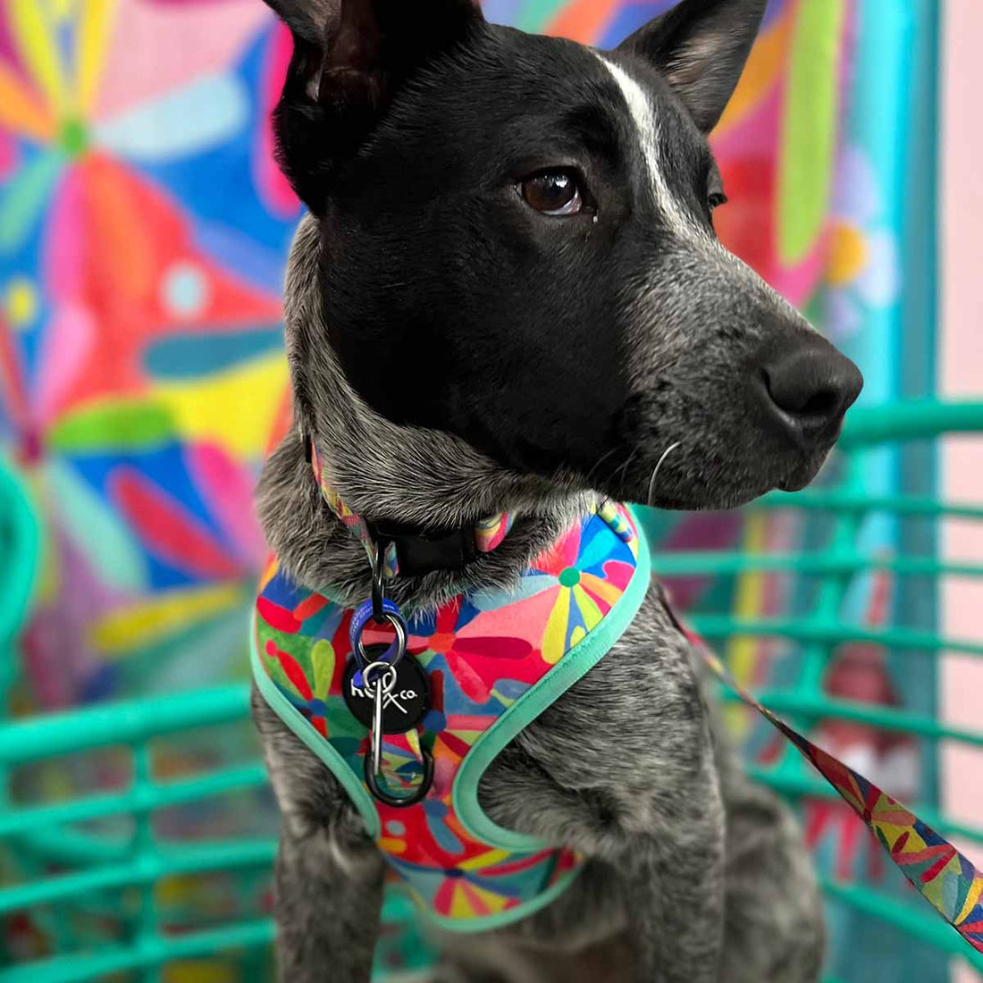 Daisy Dog Harness - IMPERFECT