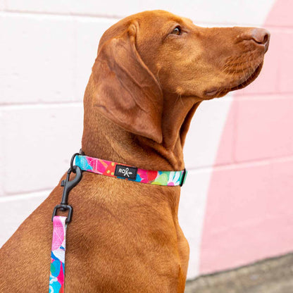 RO x Steph Chapman Edible Blooms Dog Collar