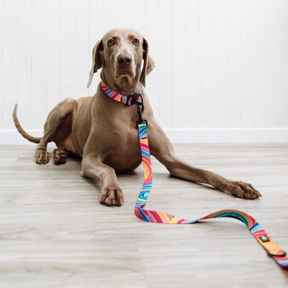RO x Lordy Dordie Rainbow Dog Leash (3 Sizes)